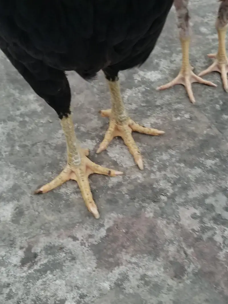want to sale my beautiful and healthy thai Cross female — photo 5