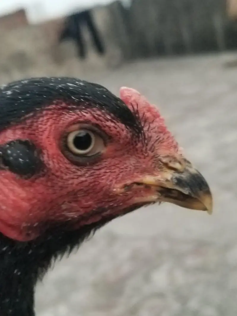 want to sale my beautiful and healthy thai Cross female — photo 6