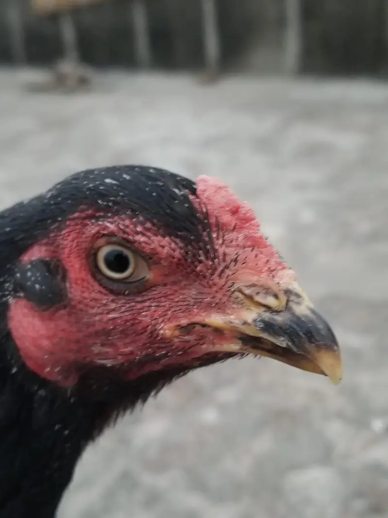 want to sale my beautiful and healthy thai Cross female — photo 7