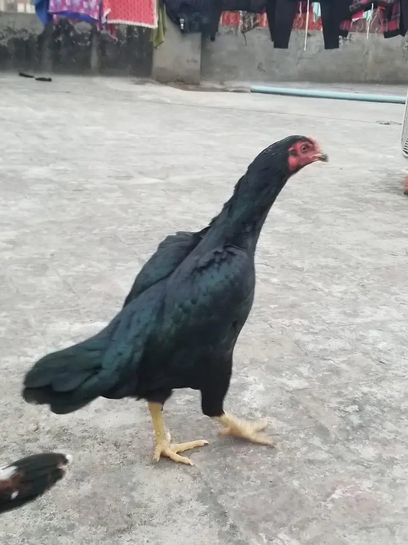 want to sale my beautiful and healthy thai Cross female — photo 8