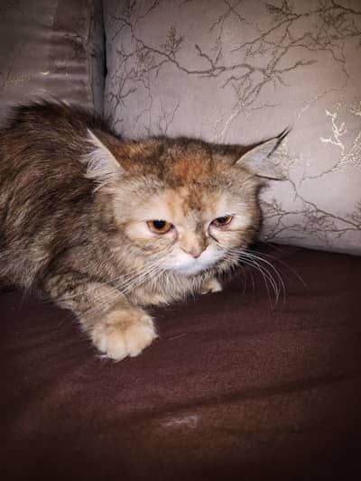 persian cats