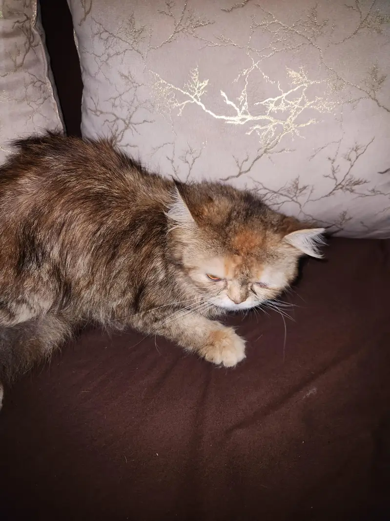 persian cats — photo 2