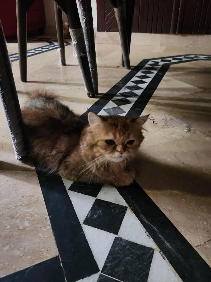 persian cats — photo 3