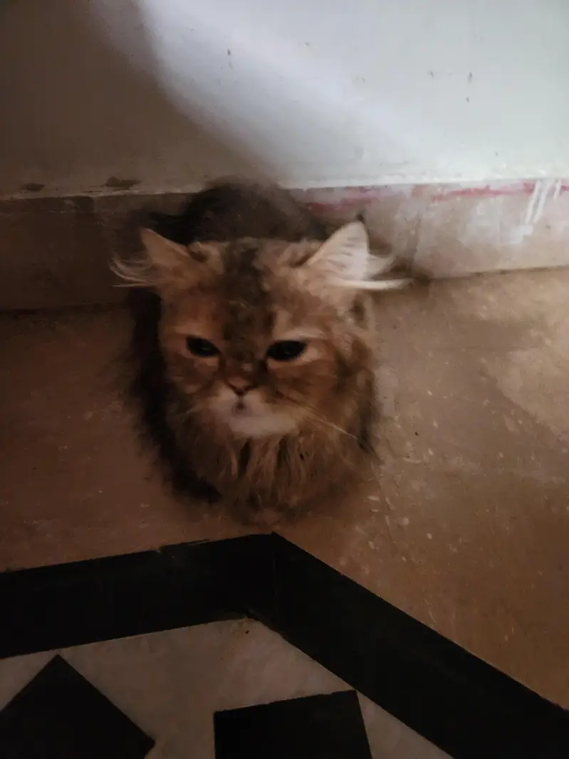persian cats — photo 4