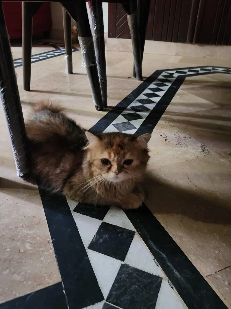 persian cats — photo 5