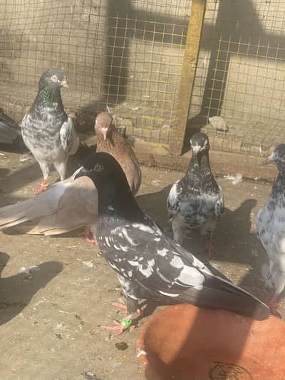Pure Indian and rampori pairs for sale.