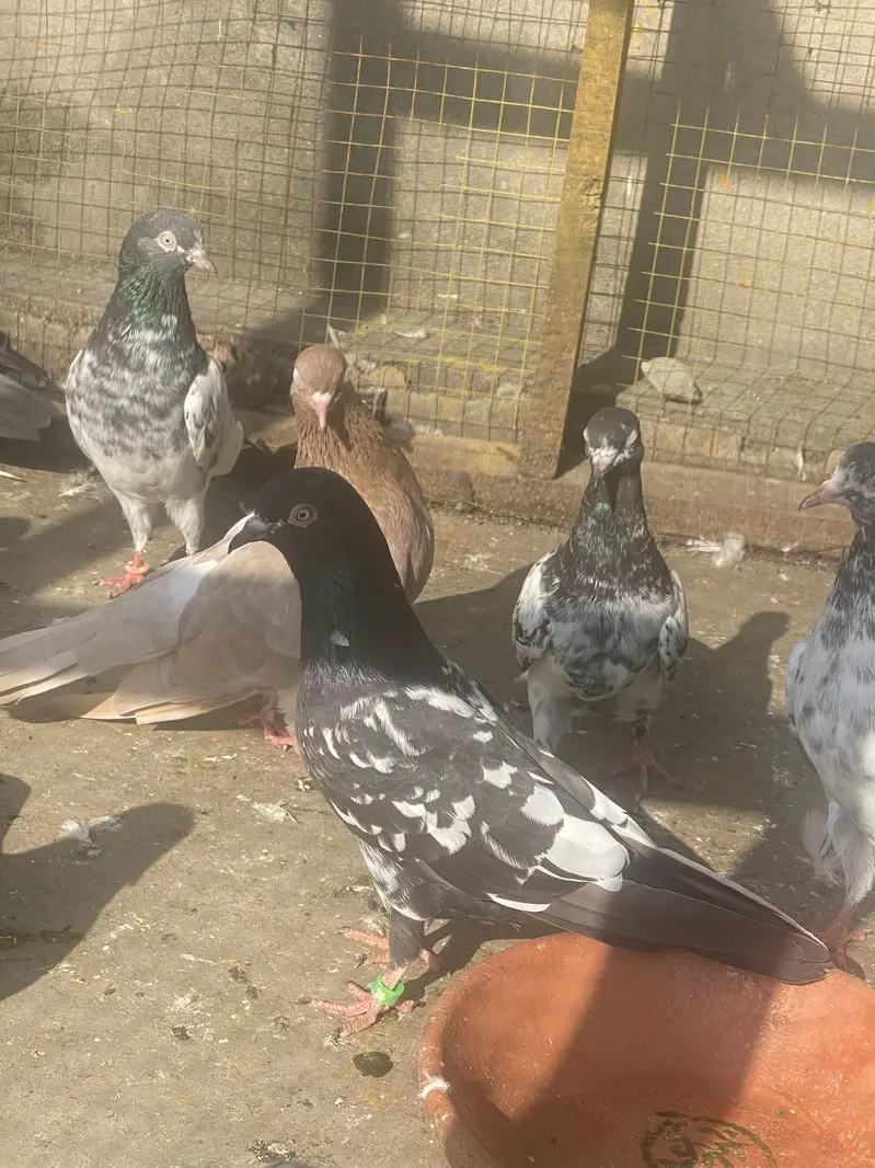Pure Indian and rampori pairs for sale.