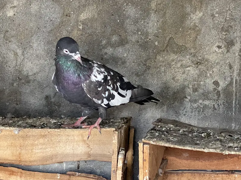 Pure Indian and rampori pairs for sale. — photo 3