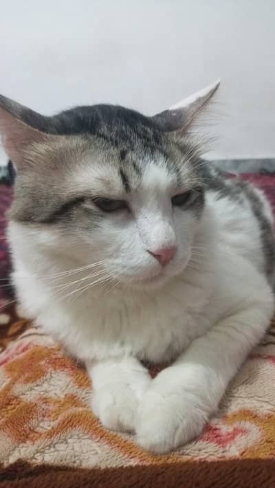 black and white Persian cat