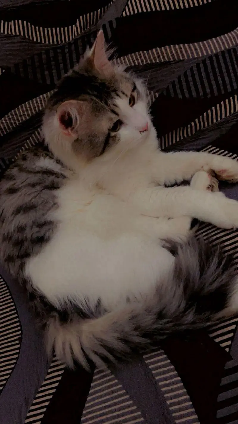 black and white Persian cat — photo 3