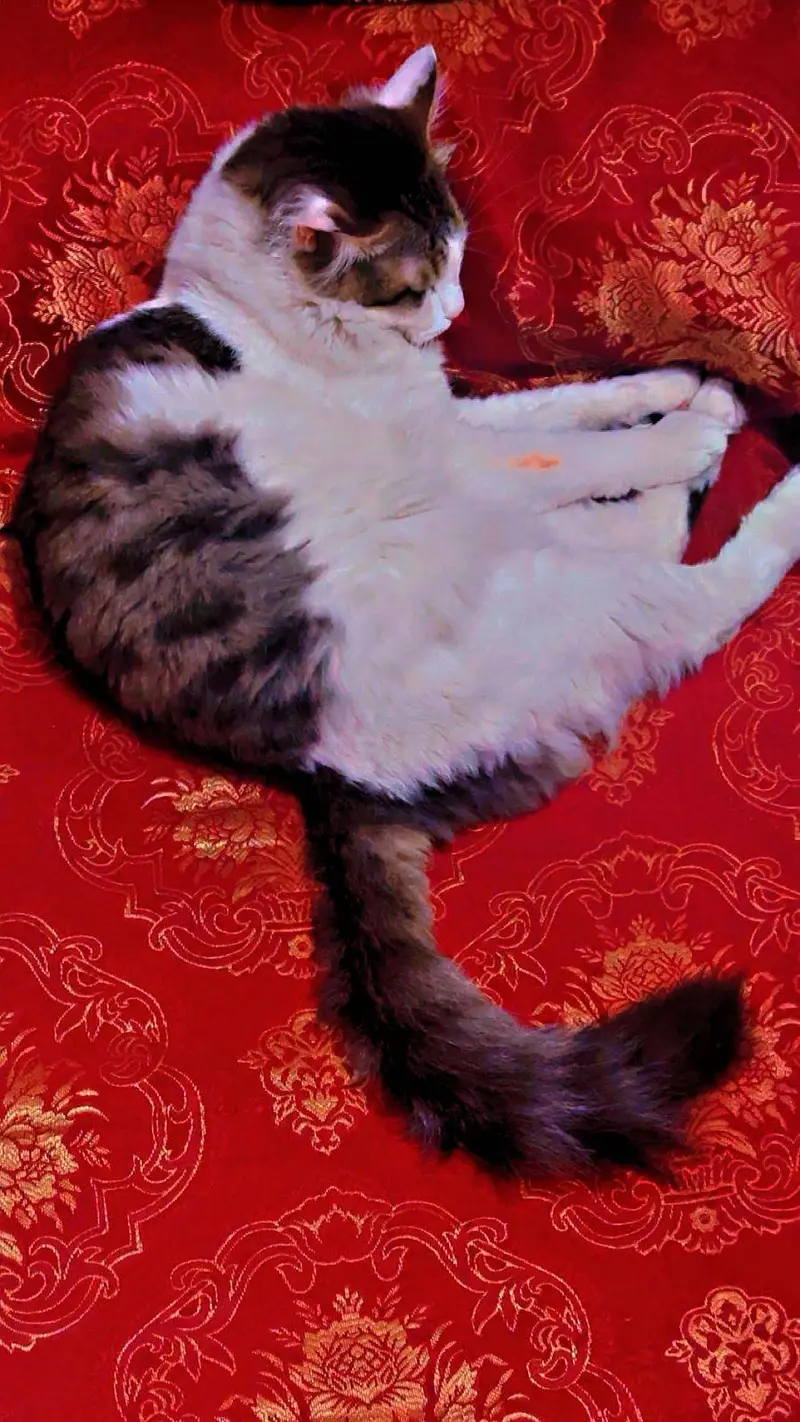 black and white Persian cat — photo 5