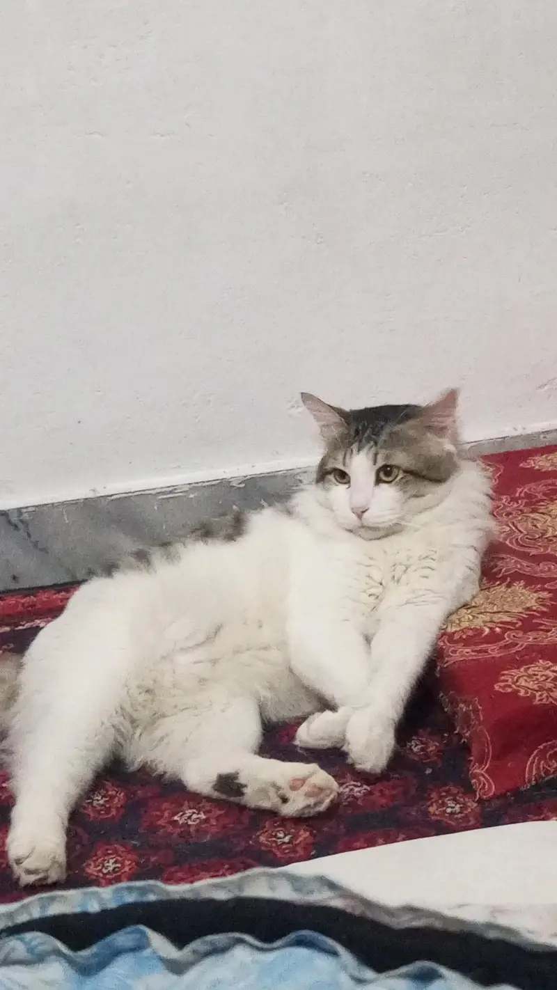 black and white Persian cat — photo 7