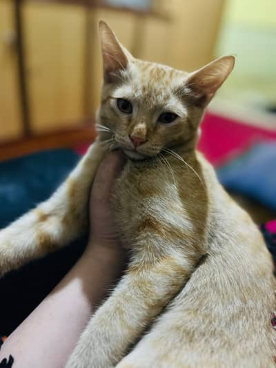 Russian Cat male