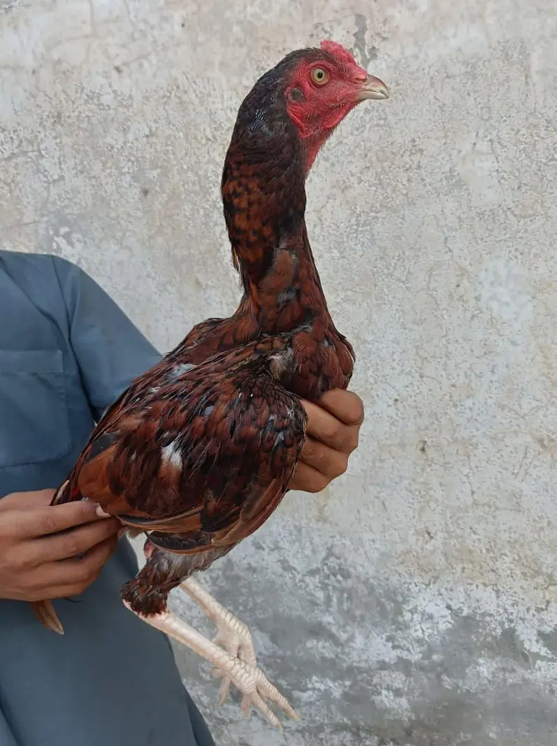 Aseel patha — photo 2