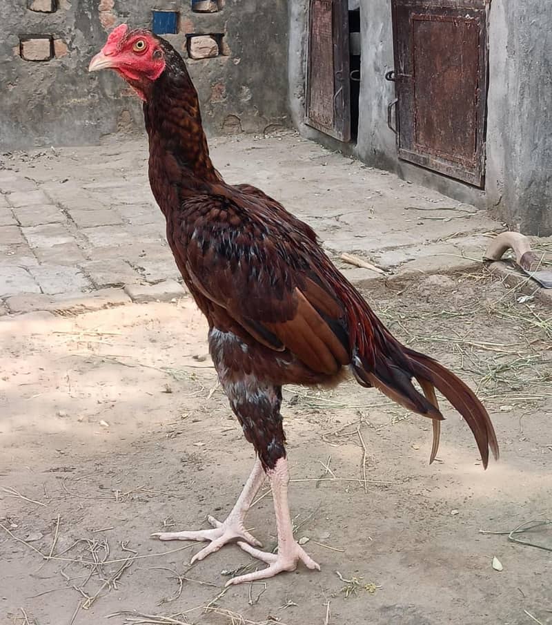 Aseel patha 3