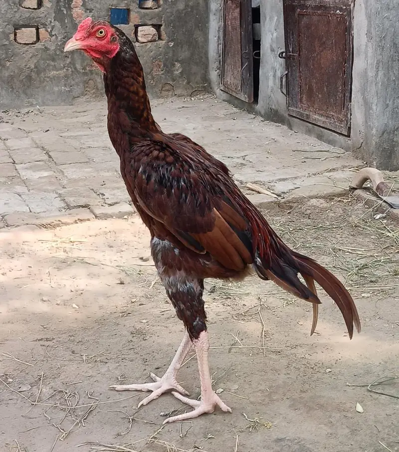 Aseel patha — photo 4