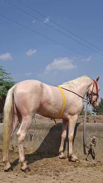 Nukra ghora for sale