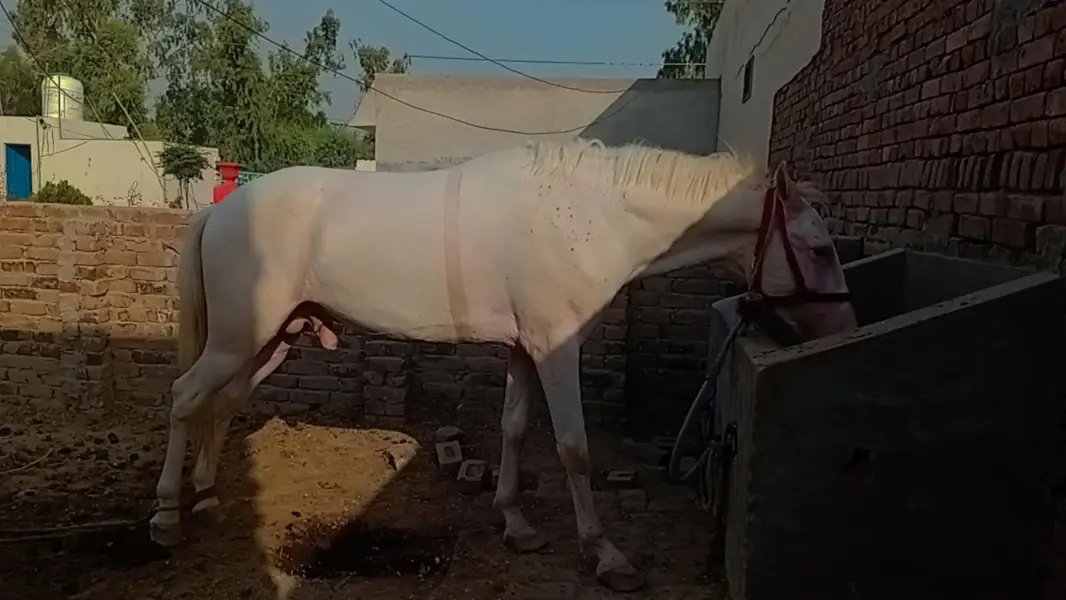 Nukra ghora for sale — photo 2
