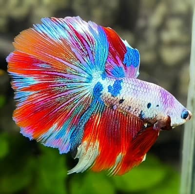 Betta and molly fishes available in different variety.