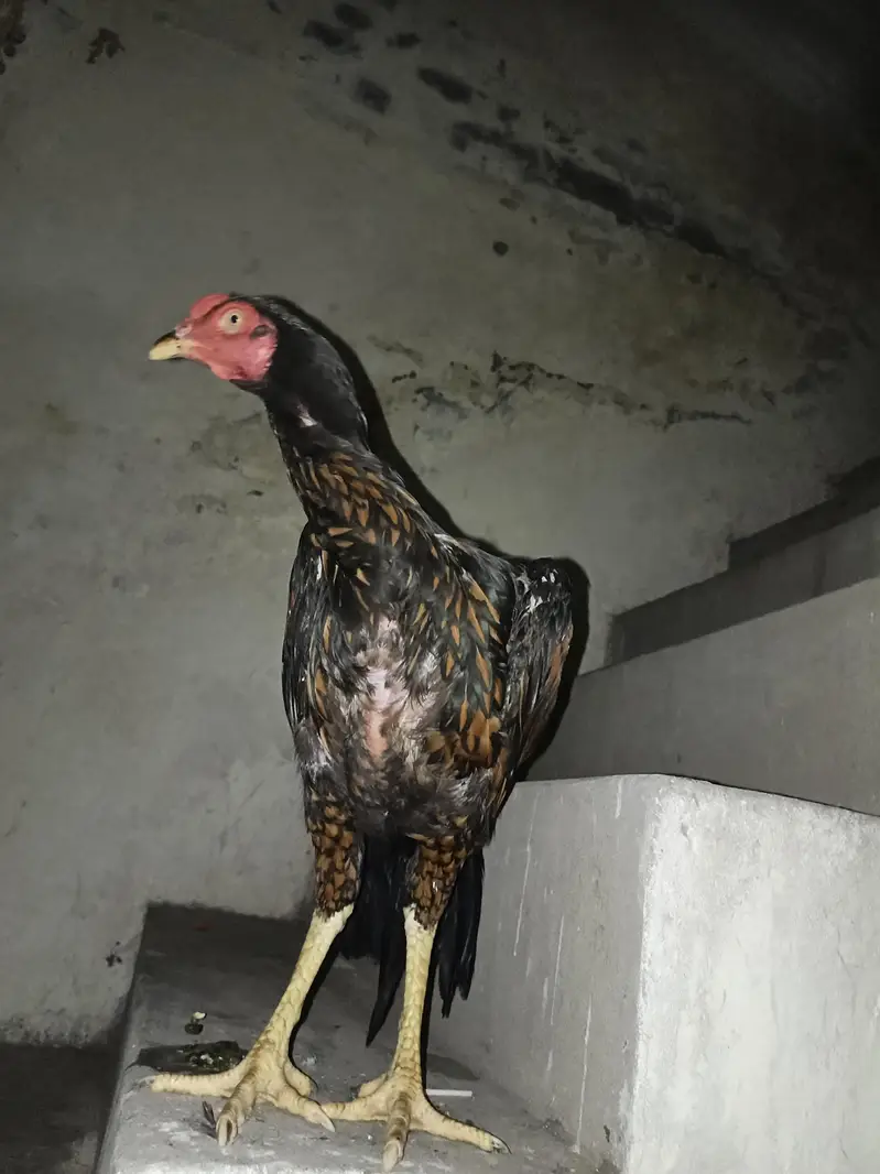 mianwali aseel patha . pind da palya hoya — photo 4