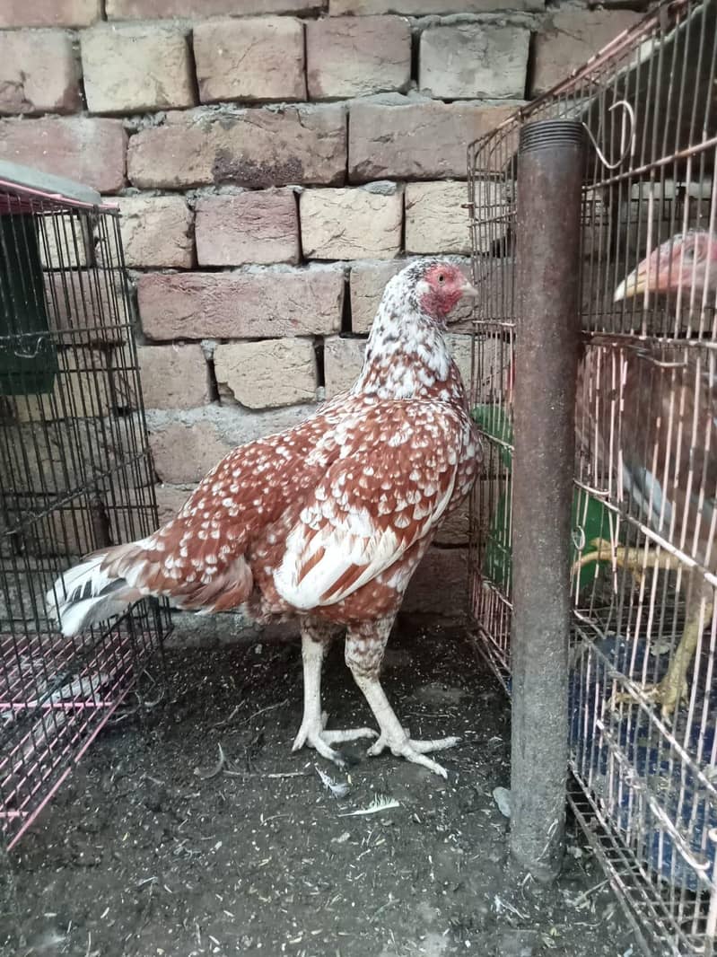 lahore 1