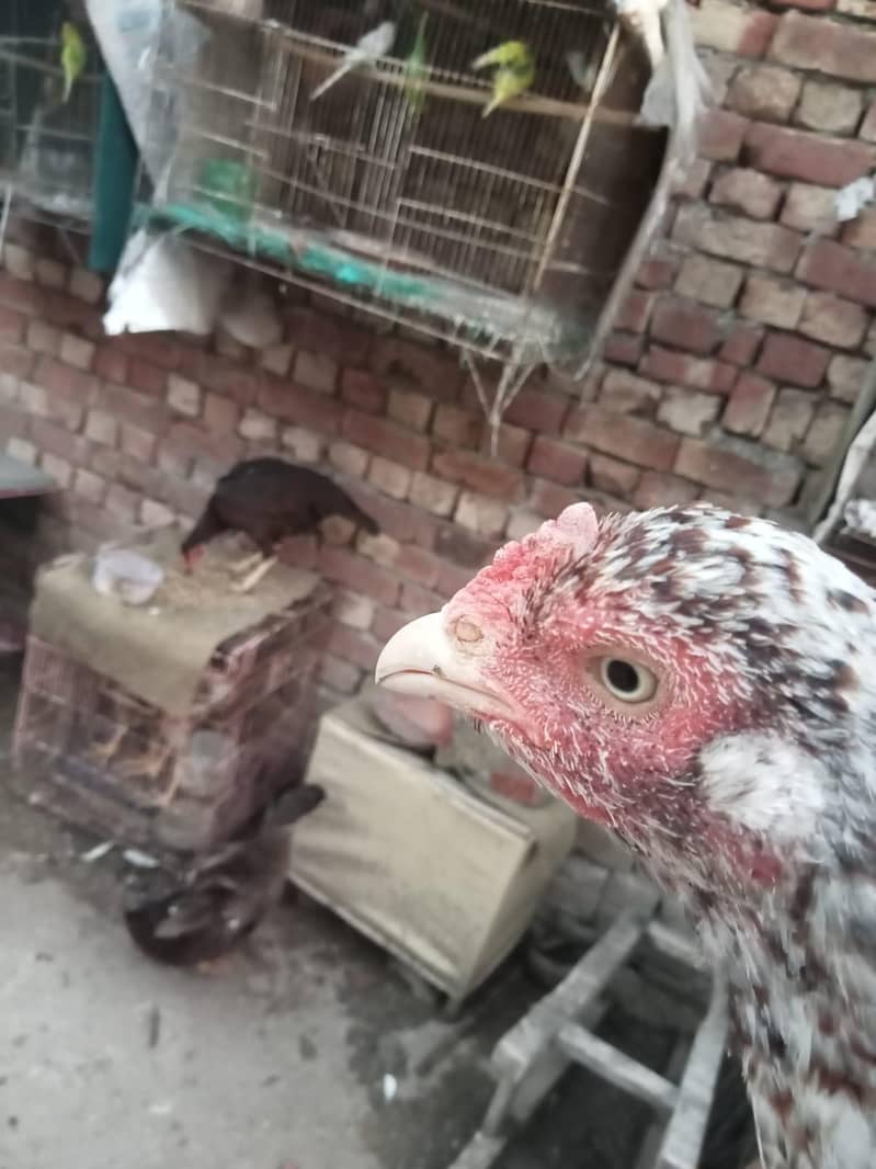 lahore 2
