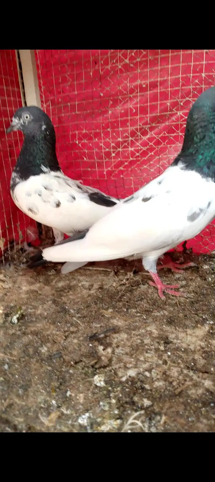 pegion for sell — photo 2