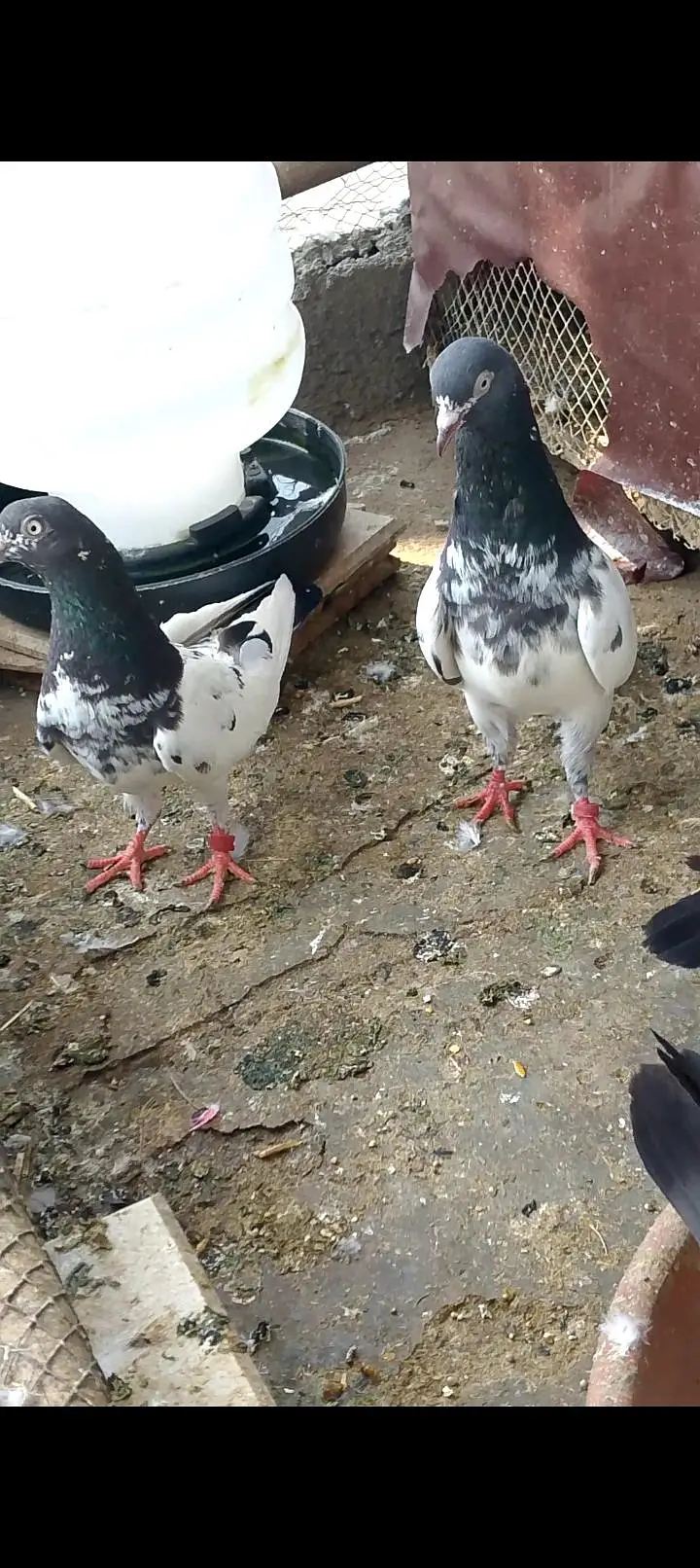pegion for sell — photo 4