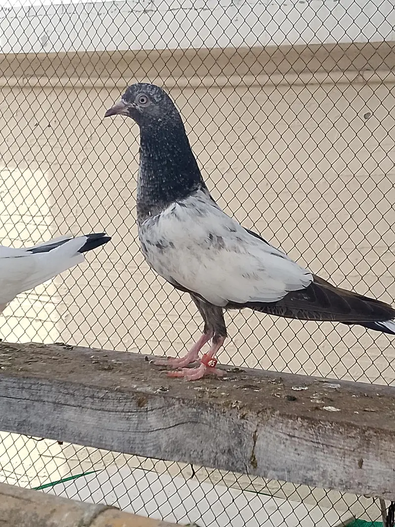 pegion for sell — photo 7