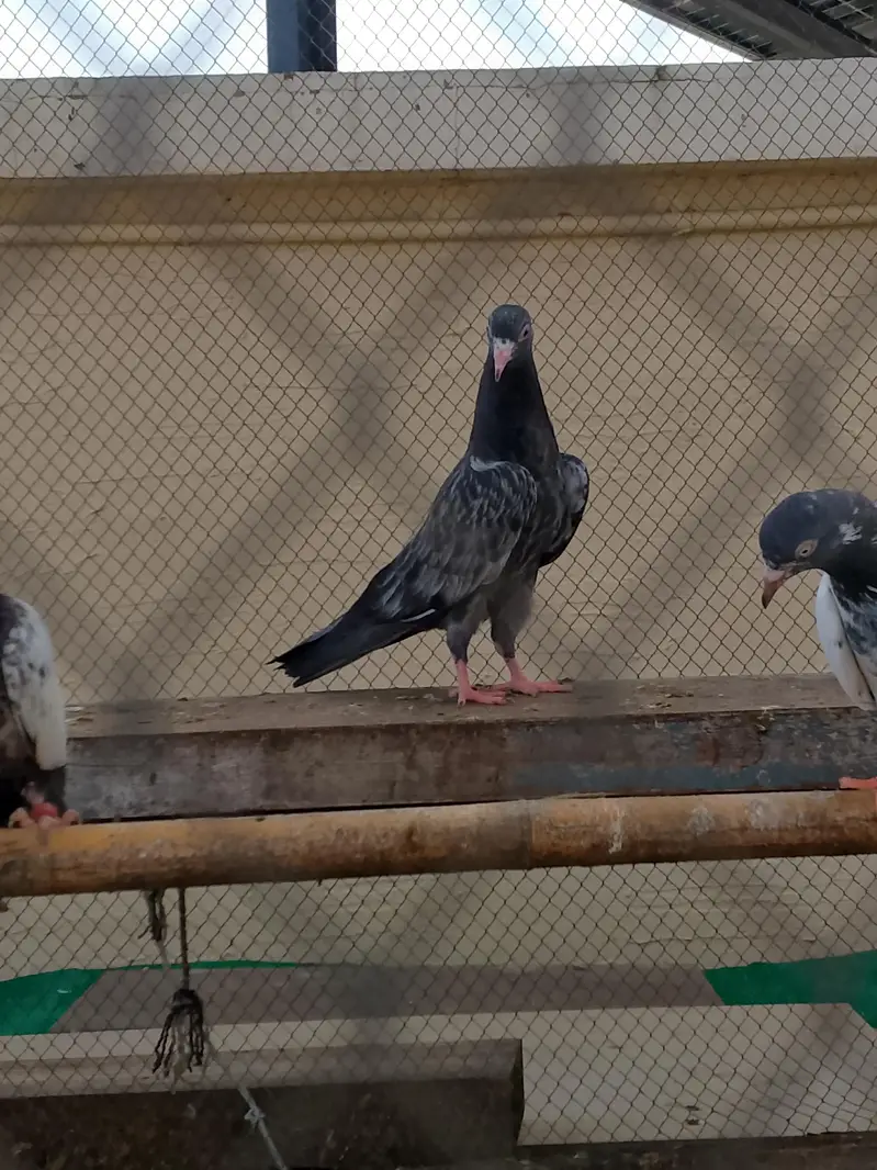 pegion for sell — photo 8