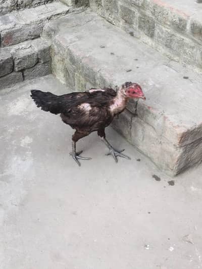 murga murgi sale urgent