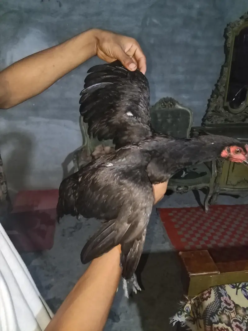 murga murgi sale urgent — photo 5