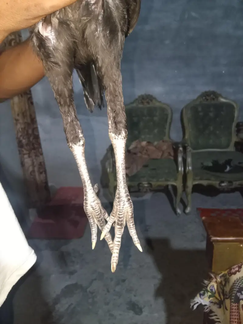 murga murgi sale urgent — photo 6
