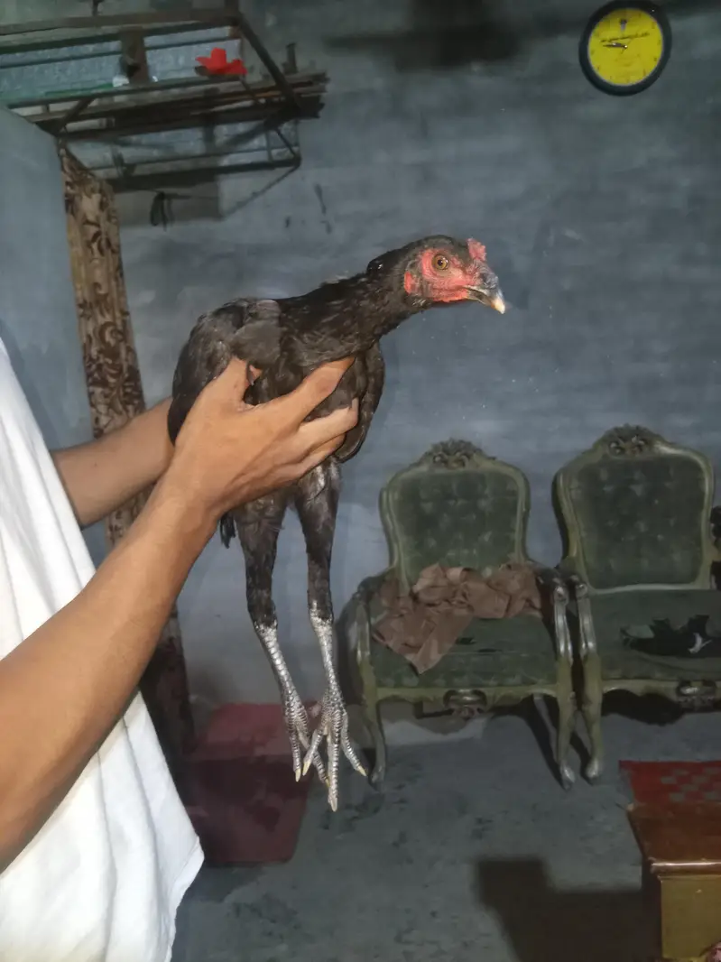 murga murgi sale urgent — photo 7