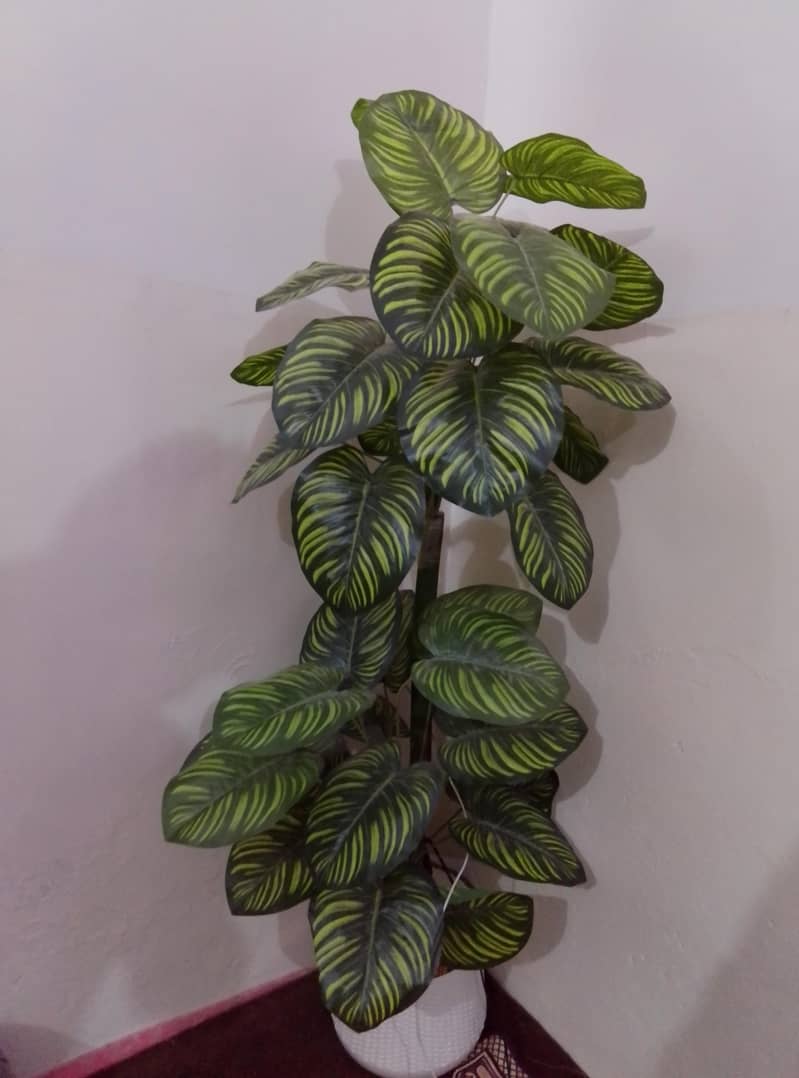 planter 0