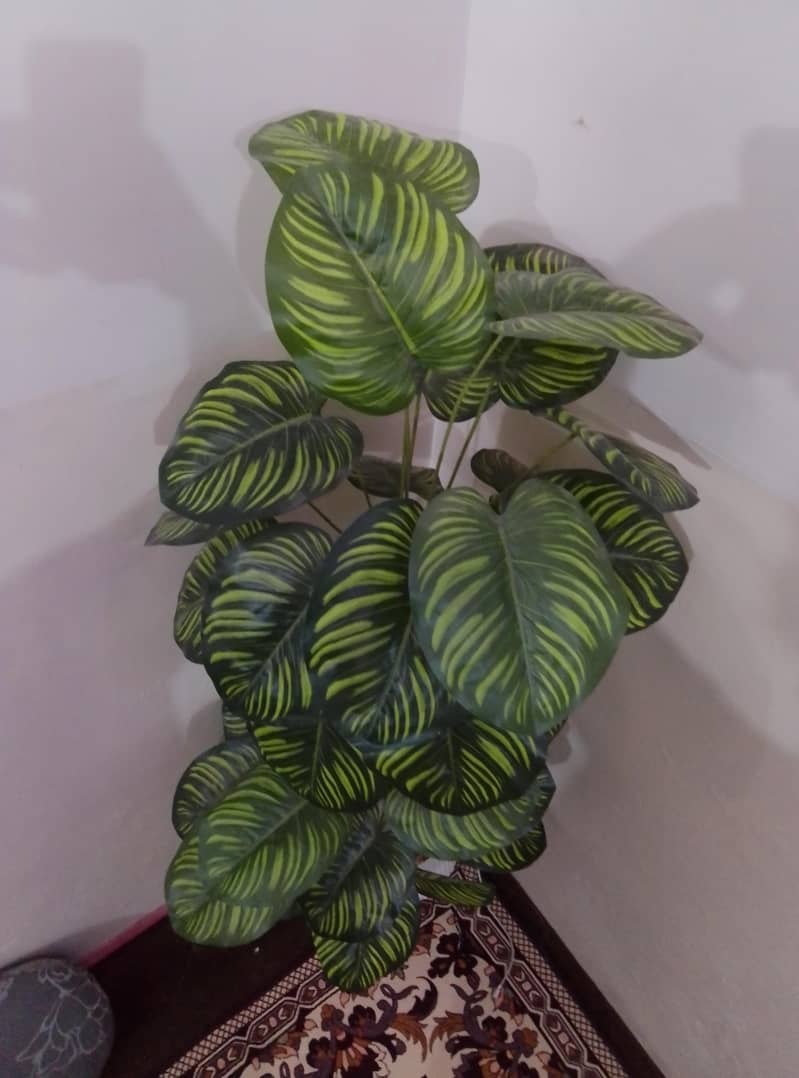 planter 2