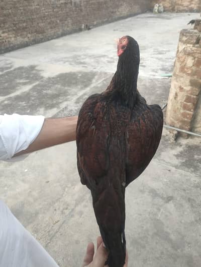 desi aseel mix breed