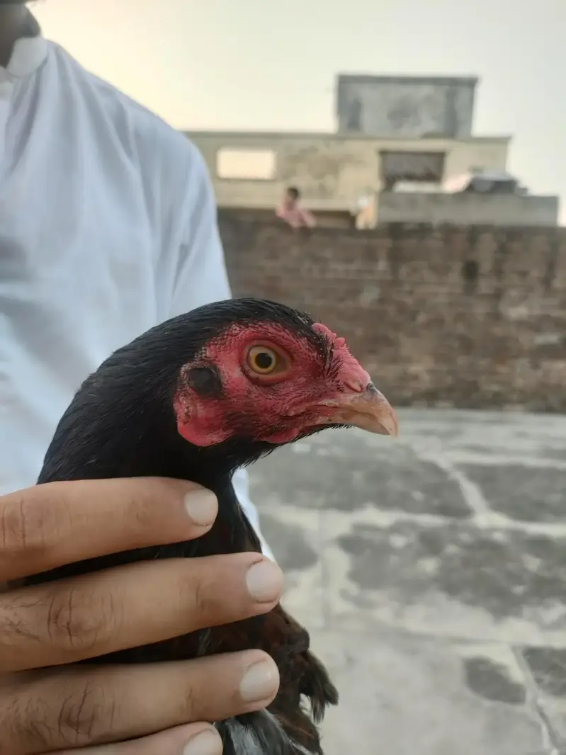 desi aseel mix breed — photo 2