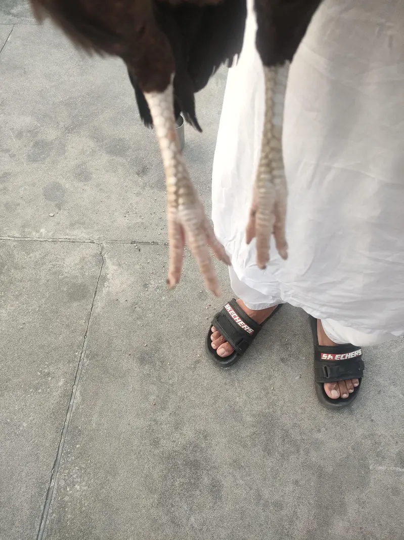 desi aseel mix breed — photo 4
