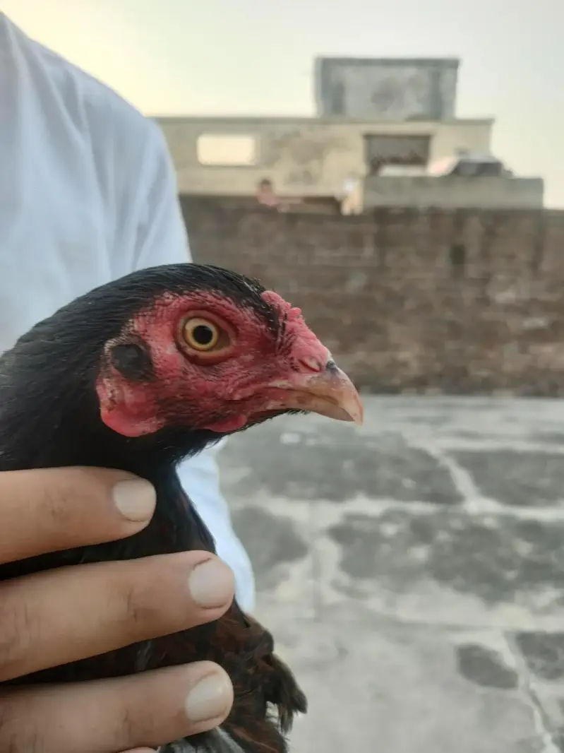 desi aseel mix breed — photo 5