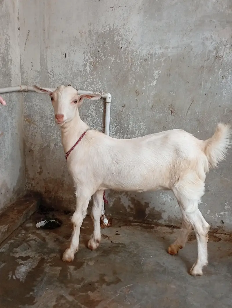 daddy female 7 months ki he . .
