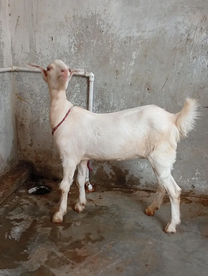 daddy female 7 months ki he . . — photo 2