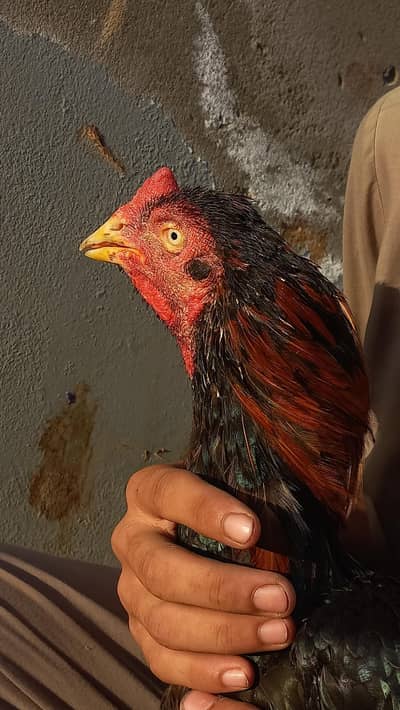 Aseel Mianwali PAIR