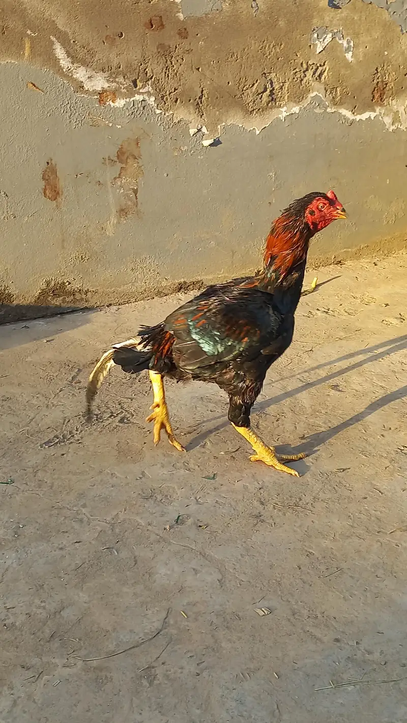 Aseel Mianwali PAIR — photo 3