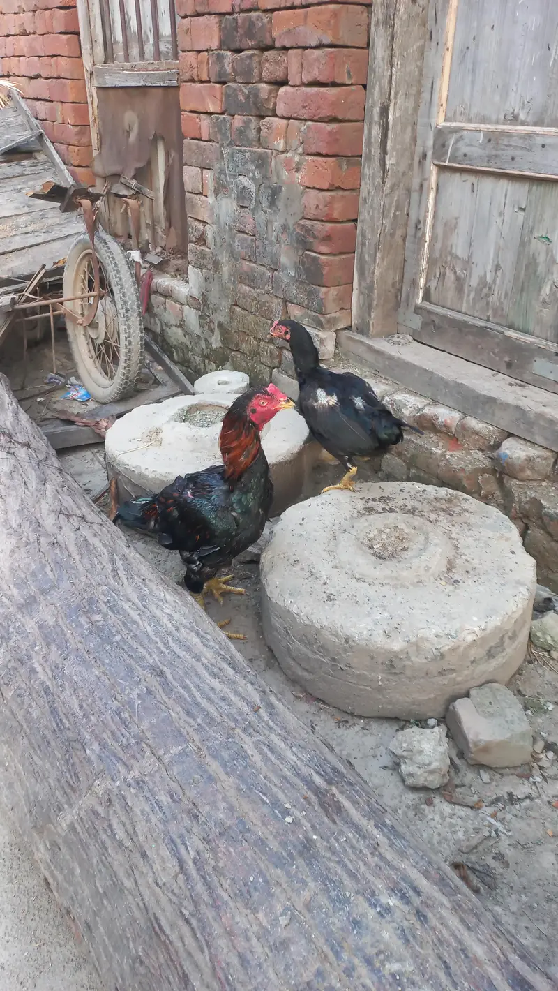 Aseel Mianwali PAIR — photo 4