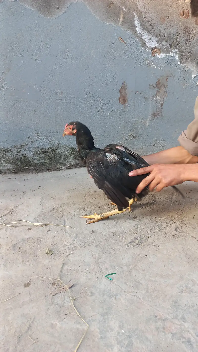 Aseel Mianwali PAIR — photo 5