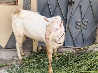 Teddy male for sale only serious buyer's contact