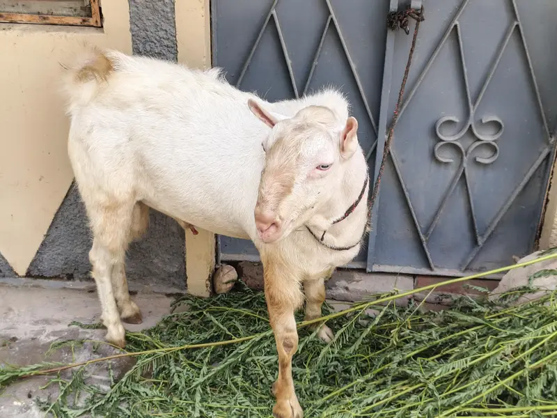 Teddy male for sale only serious buyer's contact