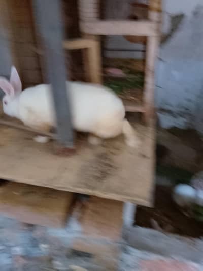 Mr Rabbit