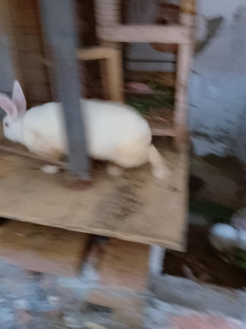 Mr Rabbit 0
